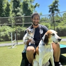 Olde Towne Pet Resort - Pet Services