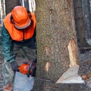 Beach Tree & Stump - Snow Removal Service