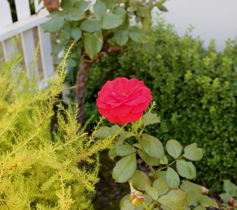 Roses & Ivy Elder Care - Chico, CA