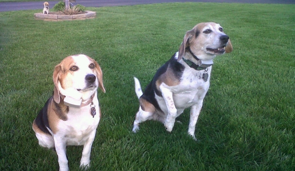 Dog Guard of Hudson Valley - Montgomery, NY