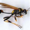 Ants Etc Pest Service gallery