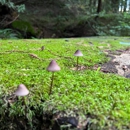 Redwood Regional Park - Parks