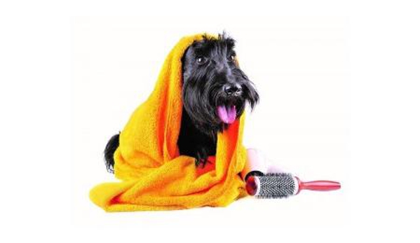 Pet Universe Veterinary Centre Broadview & Northgate - Lightsview, SA