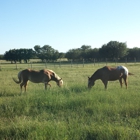 Texas Star Farm