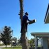 Southern Standard Tree Service gallery