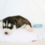 Christmas Pet Suppliers-Buy Siberian Husky Puppies