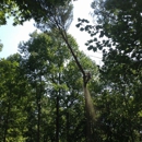 Allison Tree Service - Tree Service