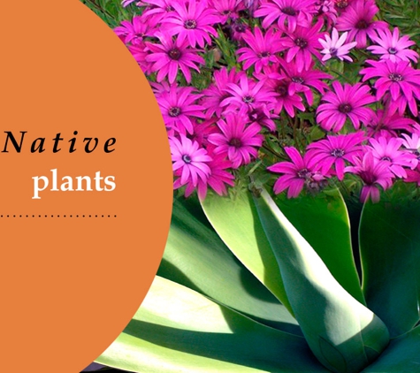 Glenvue Wholesale Nursery - Rye, VIC. Non Native Plants