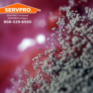 SERVPRO of Hawaii | SERVPRO of Maui - Kailua Kona, HI