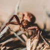 Ideal Pest Control Inc. gallery