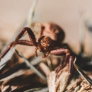 Liberty Pest Services - Pest Control Equipment & Supplies