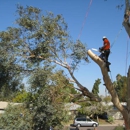 Brother's Landscaping & Tree Service - Tree Service
