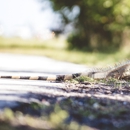 Expert Animal Removal Specialist - Pest Control Services
