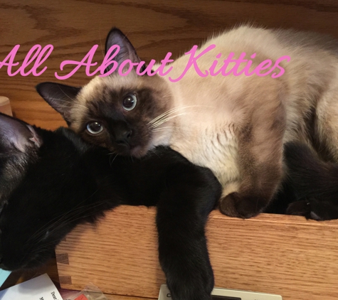 All About Kitties Premier Cat Sitting Service - Chandler, AZ