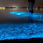 Florida Adventurer: Bioluminescent Kayaking Cocoa Beach