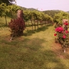 Riverview Vineyard gallery