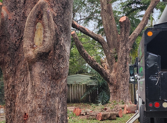 Full Tree Services - Davie, FL. Safety and Efficiency
