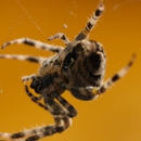 Astro Termite and Pest Control - Pest Control Equipment & Supplies
