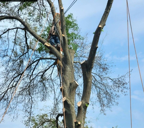 Texas Tree Care - Spring, TX