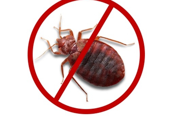 FL Bed Bug Experts - Wesley Chapel, FL