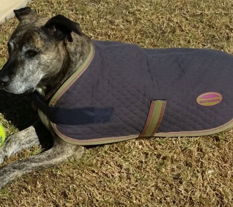 Leanne's Passion Pet Salon - Greystanes, NSW