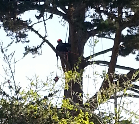 Nonella's Tree Service - Pacific Grove, CA