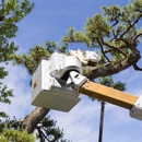 Sewell Brothers Tree Experts Inc - Arborists