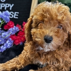 Sugar Sweet Georgia Puppies