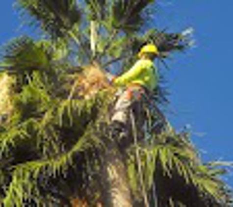 Trees For Needs - Phoenix, AZ