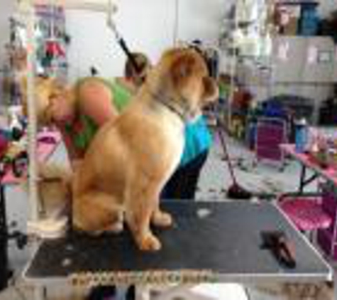 Animal Palace Pet Salon - Wellington, FL