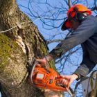 Trey's Tree Service