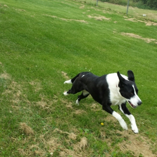 Happy Spot Pet Resort - Georgetown, KY