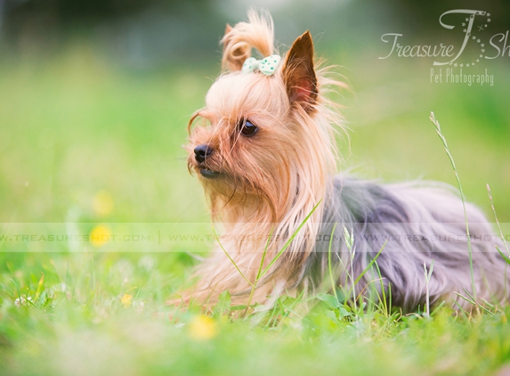 Treasure Shot Pet Photography - Mary Esther, FL