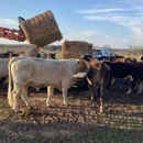 Sedley's Grassfed Beef - Meat Markets