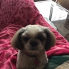 Sandhill Pet CliniclLC gallery