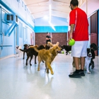 Partners Dog Training, Daycare and Resort