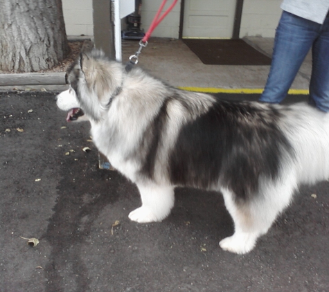 BabyLove Grooming Salon - Lakewood, CO