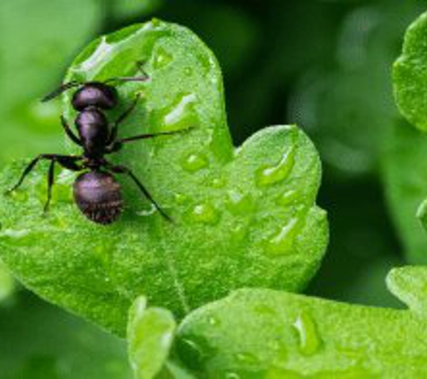 Insight Pest Solutions - San Antonio, TX