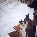 Wagging Tails and Mountain Trails - Pet Services