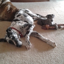 Wichita Pet Supply - Pet Stores