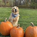 Lovely Doodles - Pet Breeders