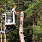 Curtiss Tree Care