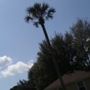 Central Florida Tree Service - Tree Service