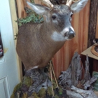 Wild Nature taxidermy & custom leatherworks