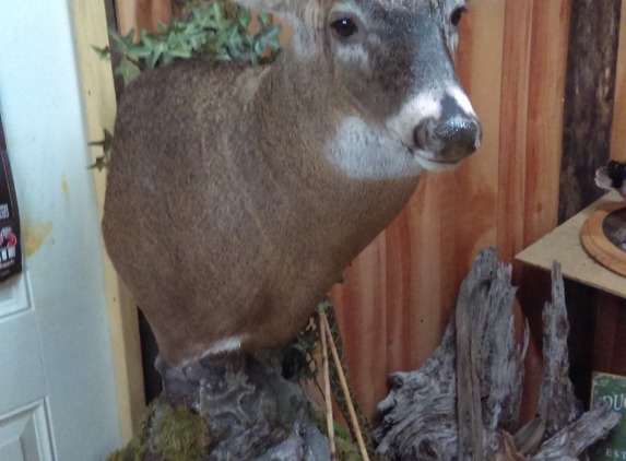 Wild Nature taxidermy & custom leatherworks - Clarksville, TN