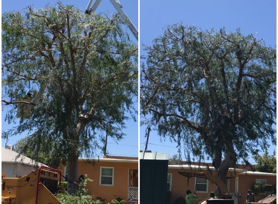 Angel's Tree Service - Orange, CA