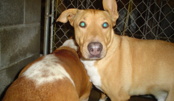 Marcinda Kennels - Spokane, WA