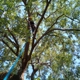 Danny Ray's Tree Service