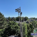NW Premier Tree Services - Tree Service
