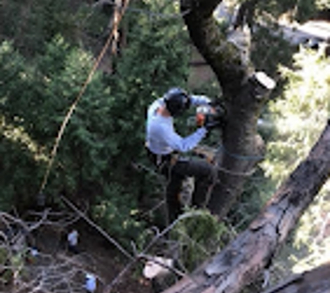 Crown Tree Service - Nevada City, CA